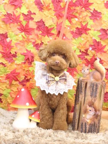 20241109くるるくん